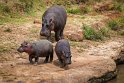 120 Masai Mara, nijlpaarden